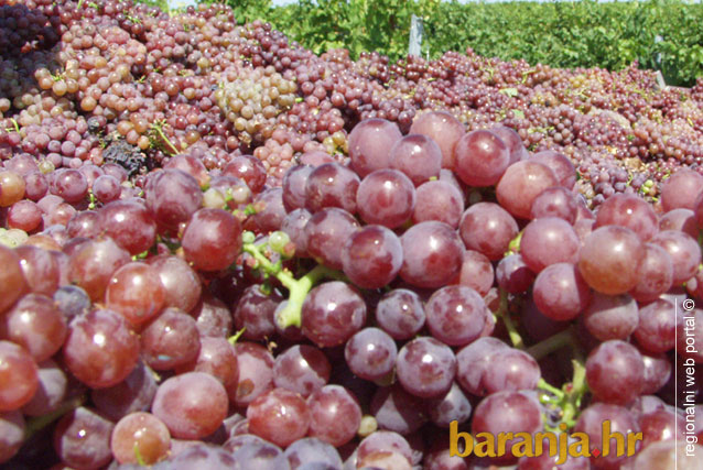 Berba_Belje_2011_05