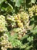 NOVI  NASADI VINOGRADA U BARANJI