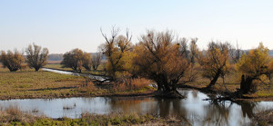 Kopački rit
